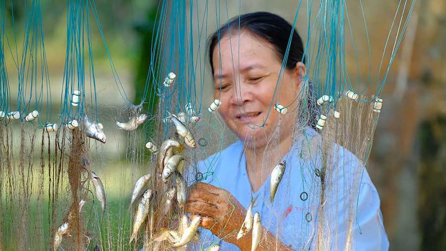 Linh fishes - An Giang