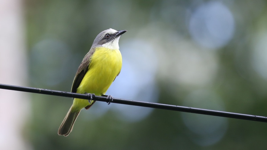 Gray capped flycatcher