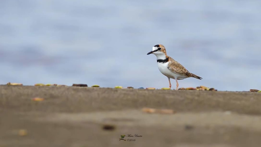 Collared Plover