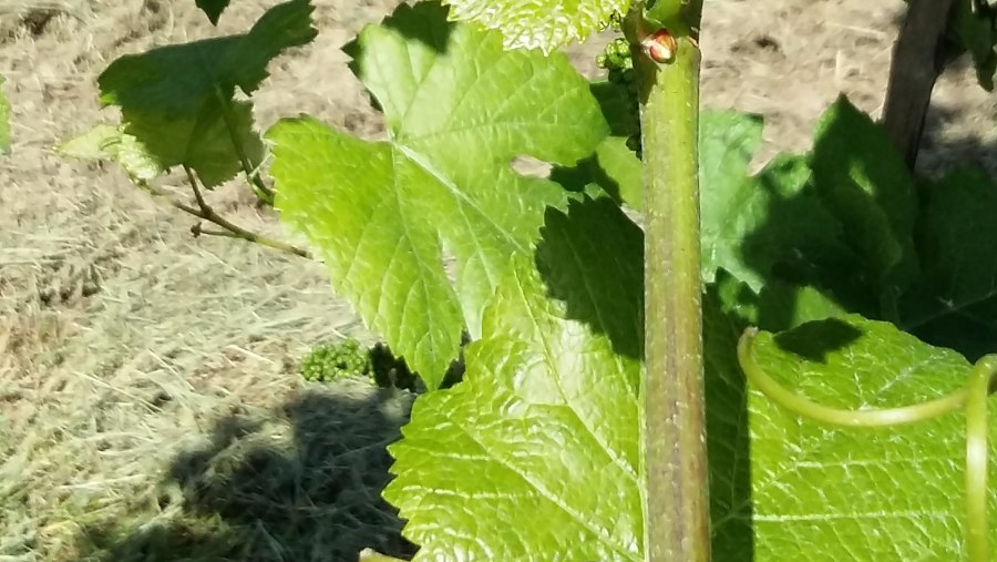 Grape flowering