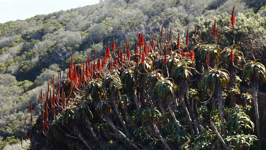 Beautiful Aloe Plants