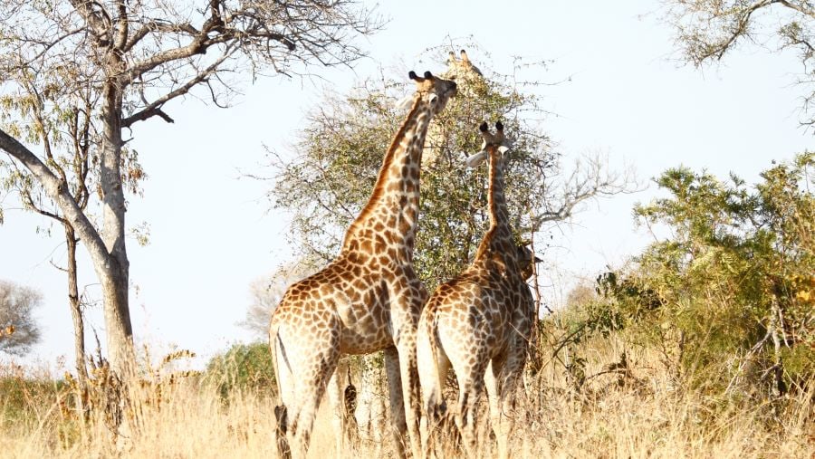 Giraffes