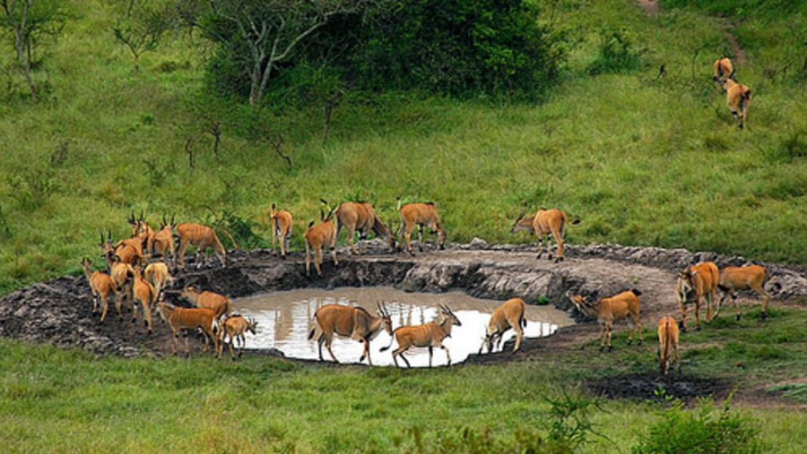 Antelopes,L.Mburo N.P