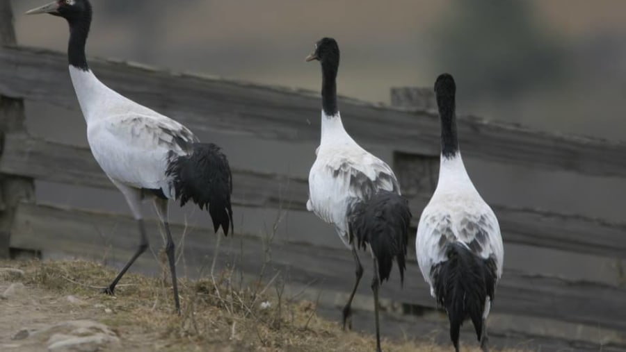 Black Necked Crane