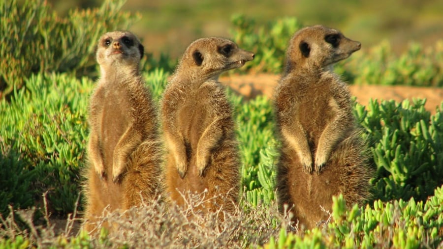 Meerkats taking in the sunrise