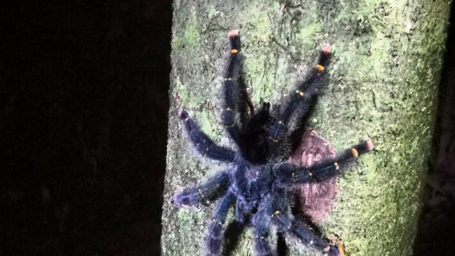 amazon tarantula 