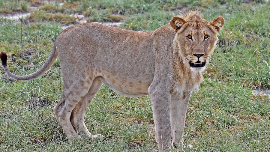 Sub-adult male Lion