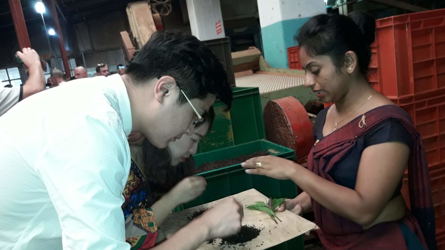 tea factory visit