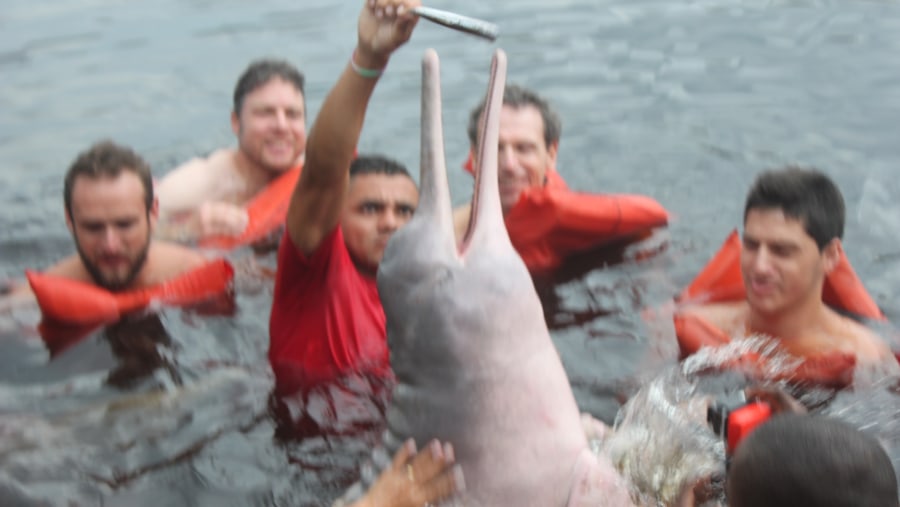 swimming with the pink dolphins