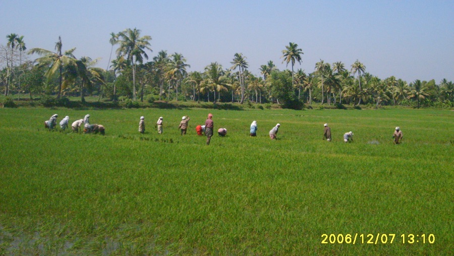 Paddyfields