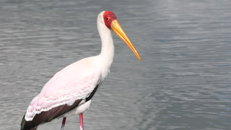 Yellow-Billed Stork