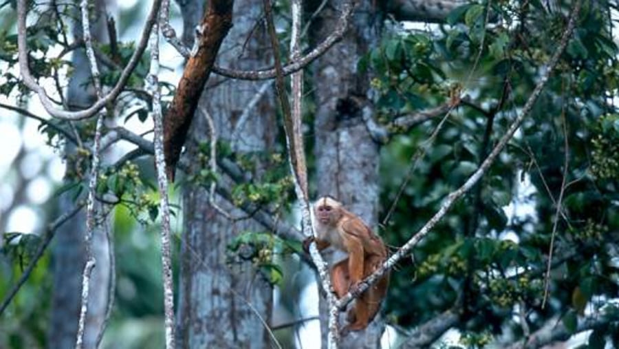  capuchin monkey
