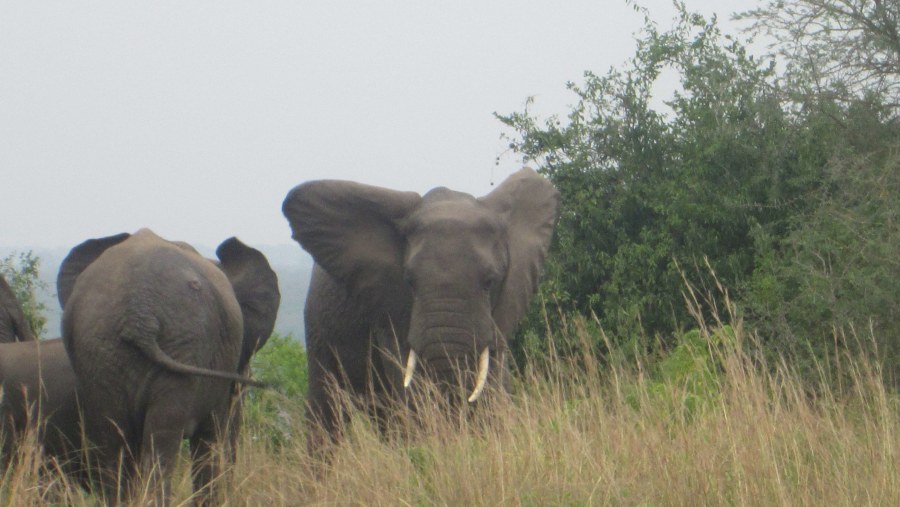 Elephants at Q.E.N.P