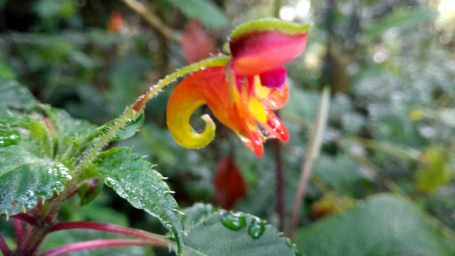 flower from kilimanjaro mountain