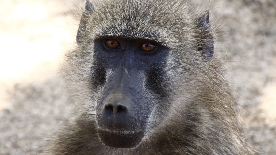 Chacma Baboon