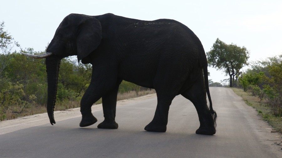 Elephant