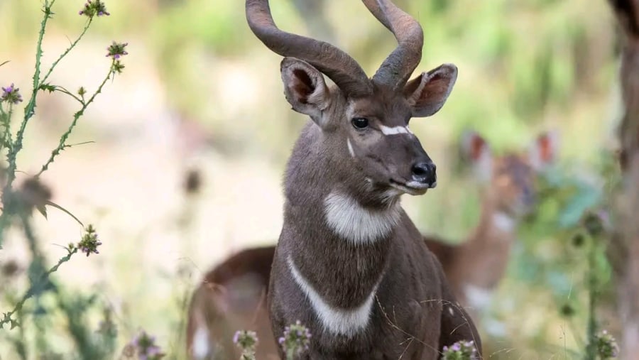 Bale Mountains National Park 