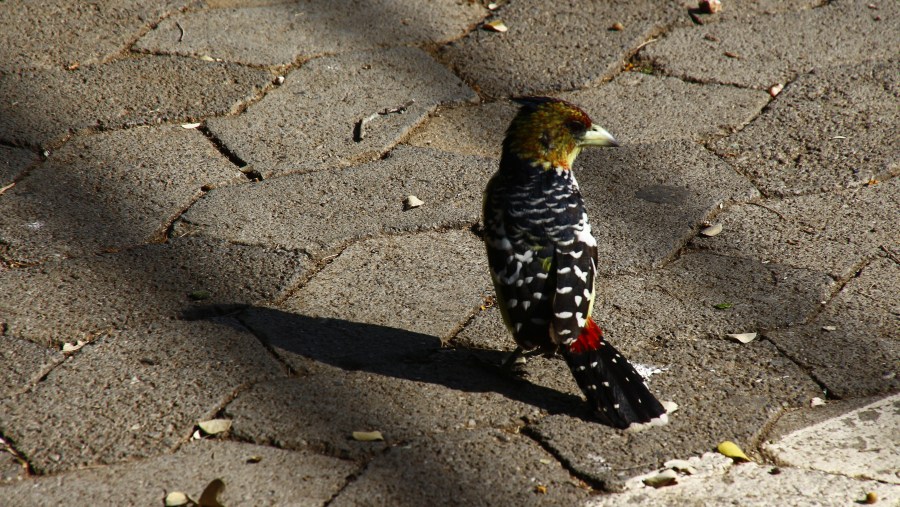 Crested Barbet