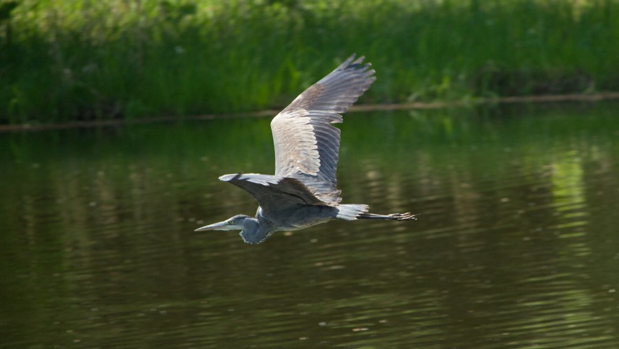 Gray heron