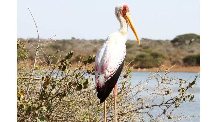 Yellow Billed Stork at Sunset Dam