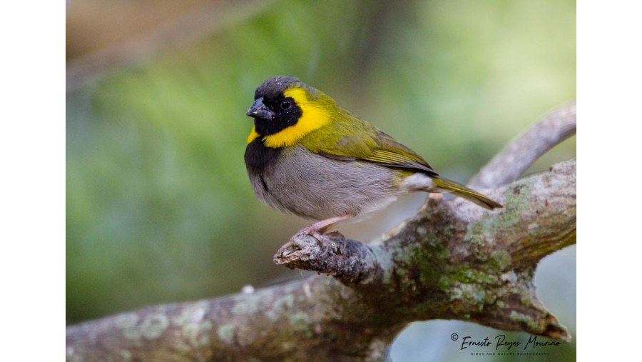 Cuban Grassquit