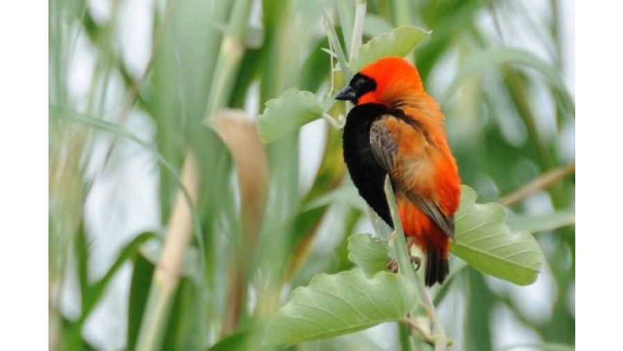 Southern Red Bishop