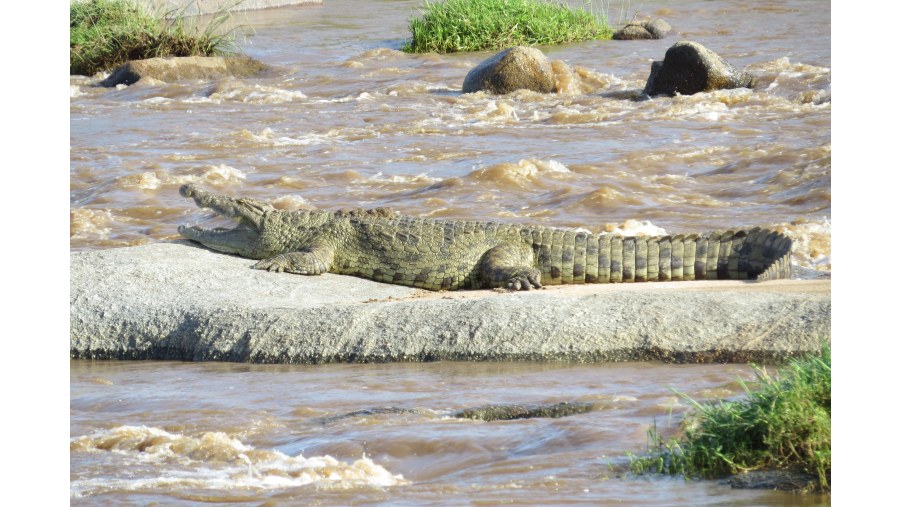 Croc. in mara river