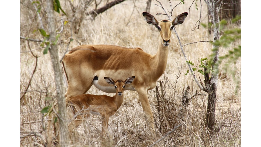 Baby Impala