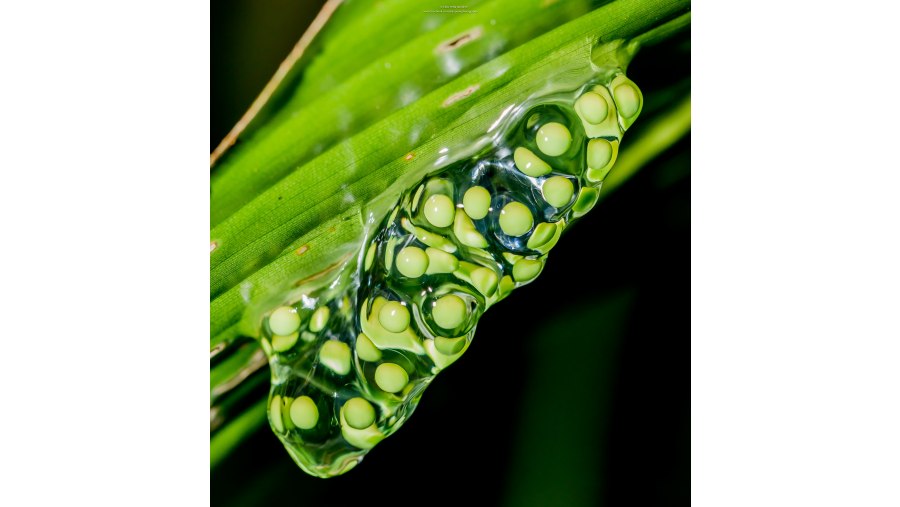 frog eggs