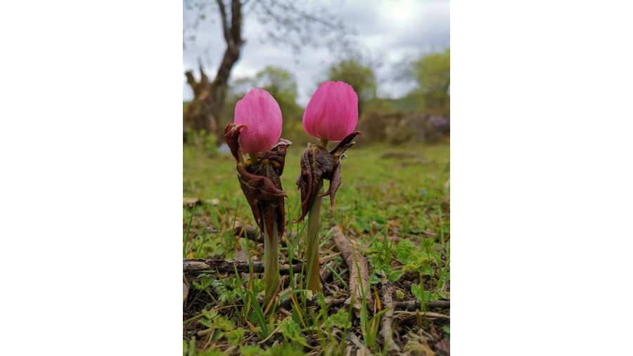 Alpine flowers on shika mountain