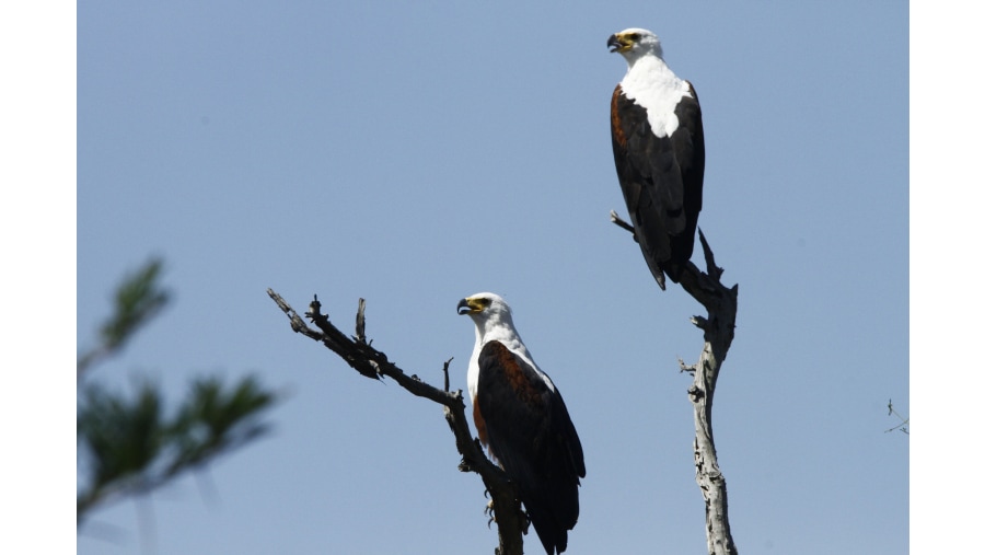 African Fish Eagles