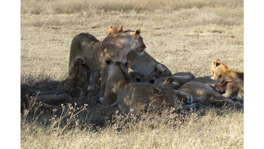 Lion-Pride Resting under the tree