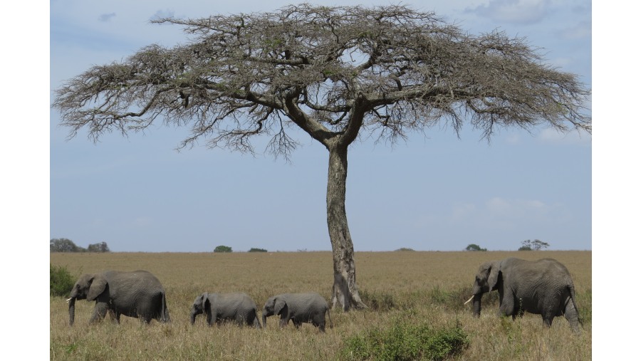 Elephants - Dry season 