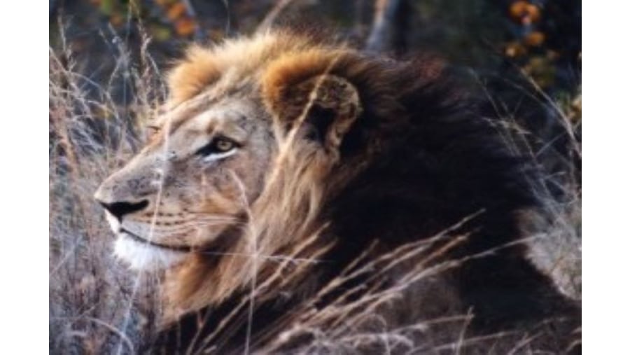 Male Lion