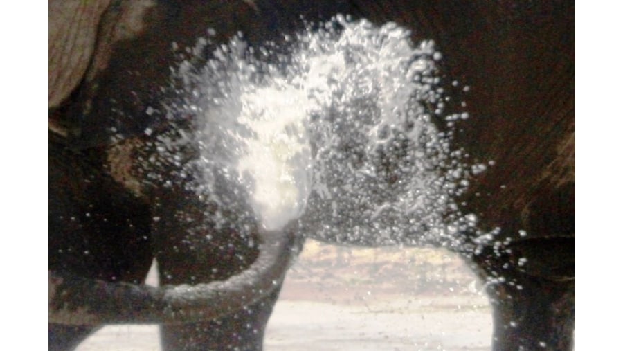 Elephant enjoy the water on a very hot day