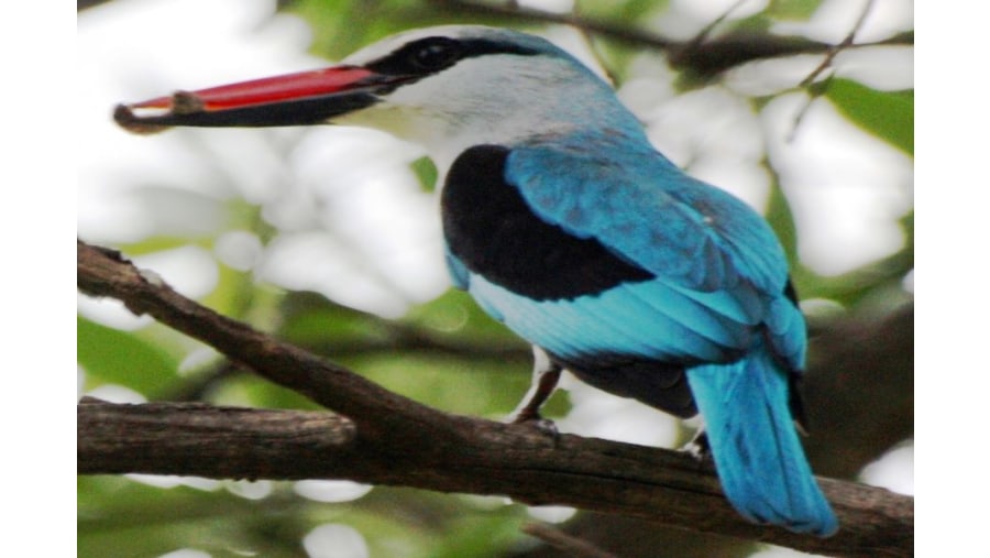 Woodlands Kingfisher