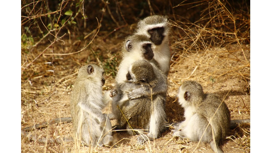 Vervet Monkeys