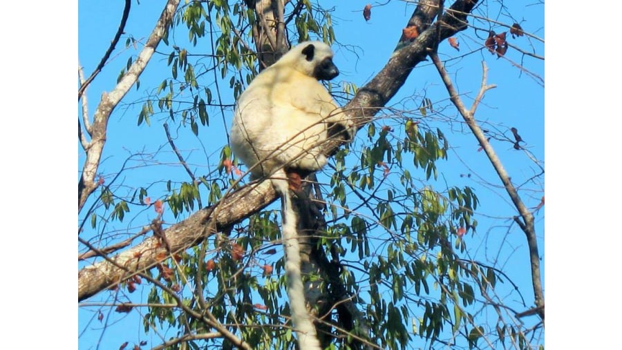 Le Sifaka