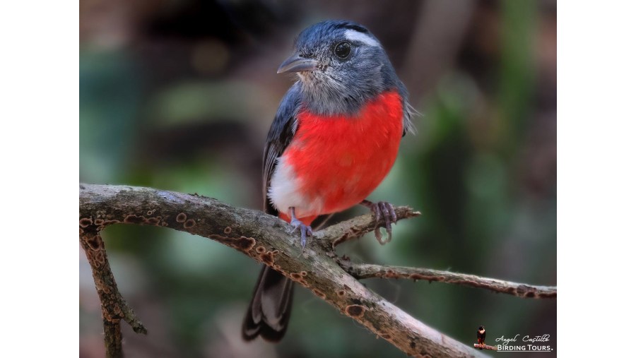 Gray-throated Chat