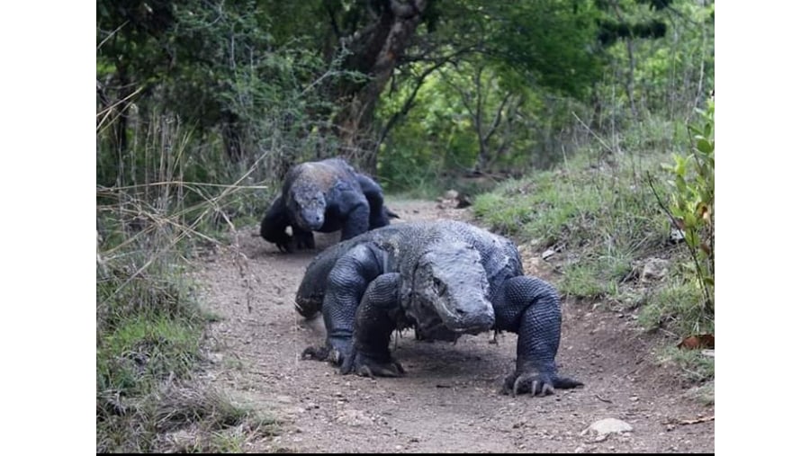 komodo dragon