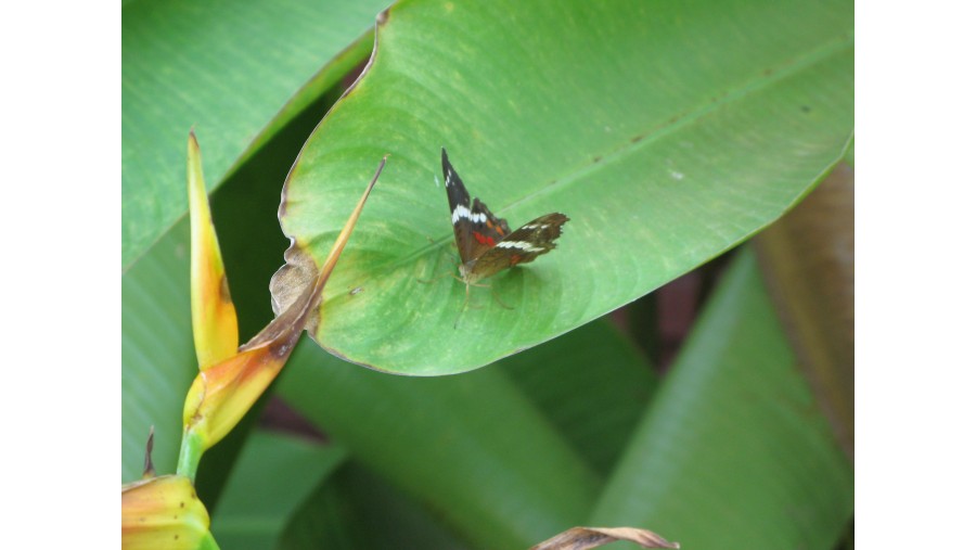 Nature at our Tecomán Hotel