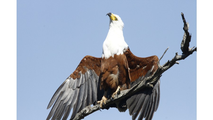 African Fish Eagle