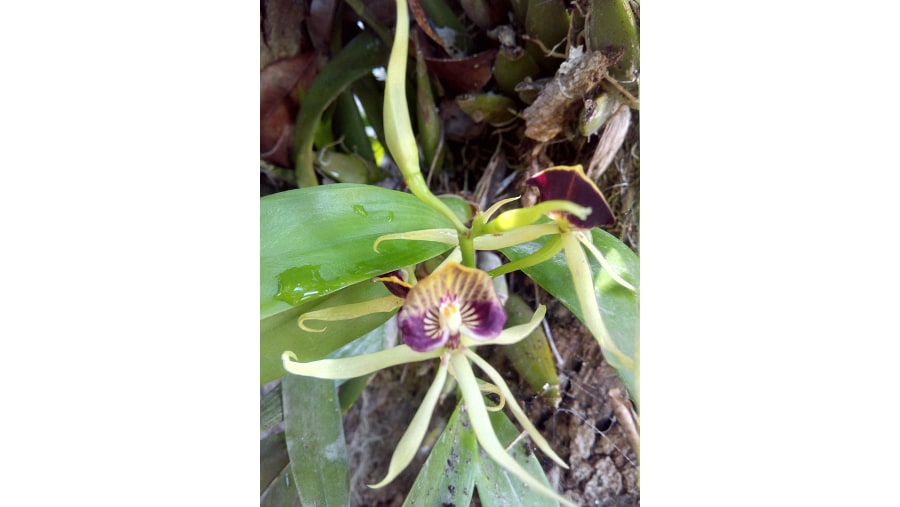 Black Orchid, Chacchoben