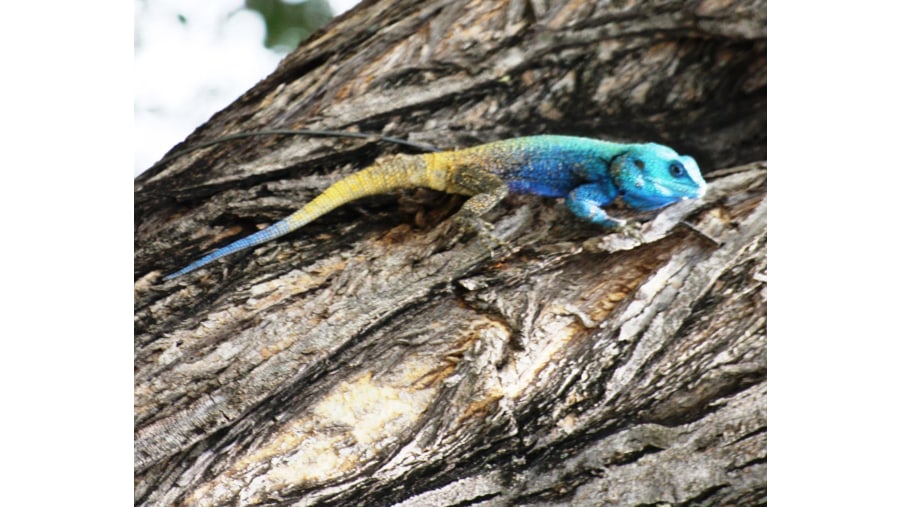 Southern Tree Agama