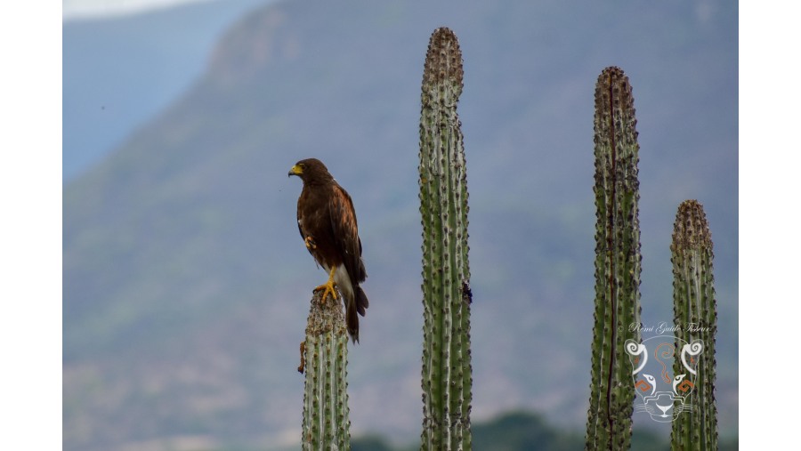 Harris Falcon 