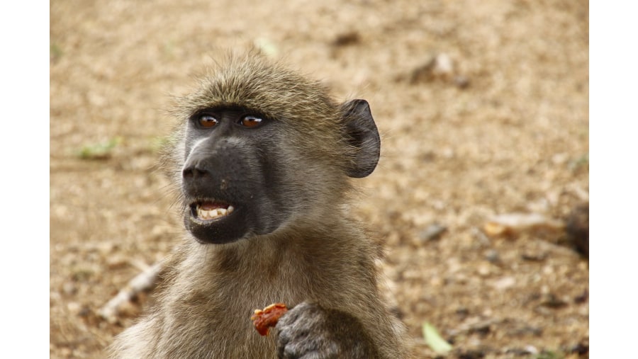 Chacma Baboon