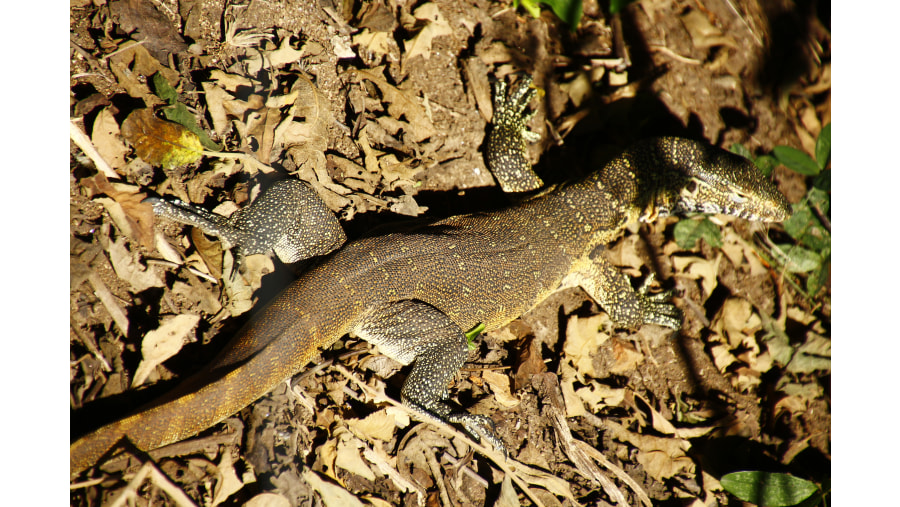 Water Monitor