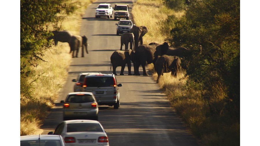 African Elephants