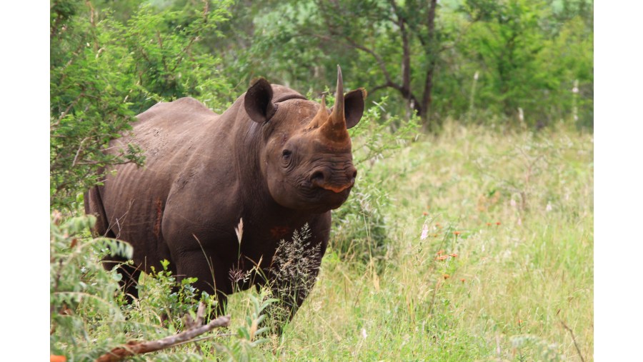 Black Rhinoceros