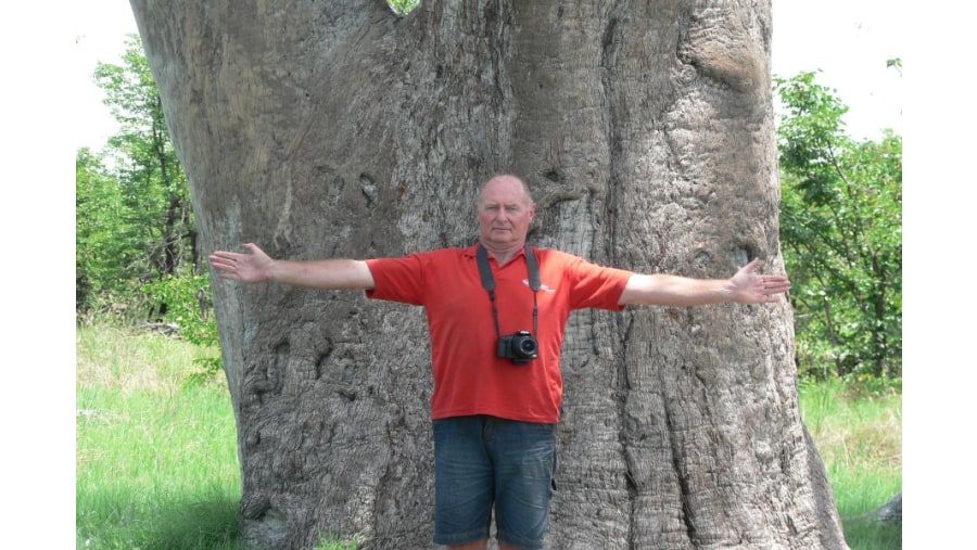 The Big Leadwood Tree